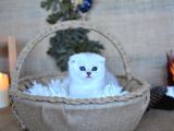 Pamuğumuz Silver Scottish Fold Yavrumuz
