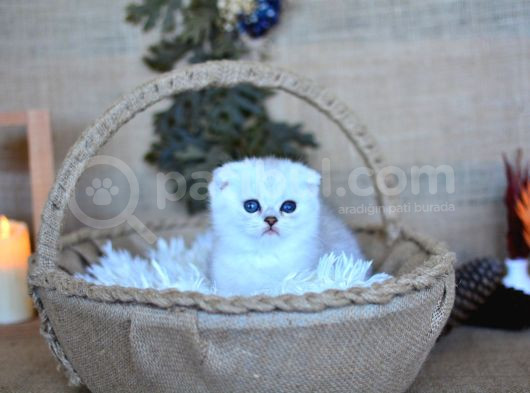 Pamuğumuz Silver Scottish Fold Yavrumuz görsel
