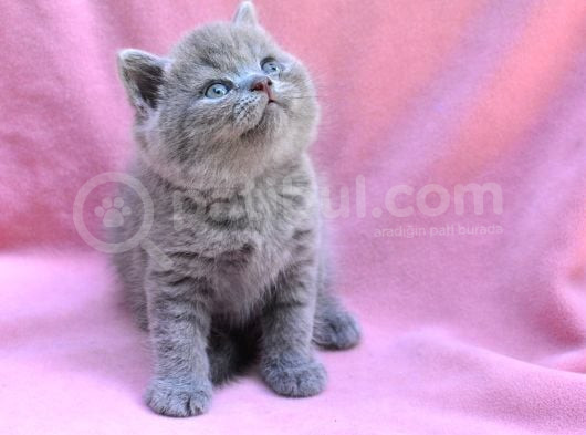 Yuvarlak Kafa Gri British Shorthair görsel