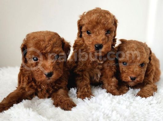 Dünya Tatlisi Toy Poodle Bebekler