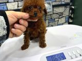 RED BROWN ÇOK  ÖZEL TOY POODLE YAVRULARIMIZ