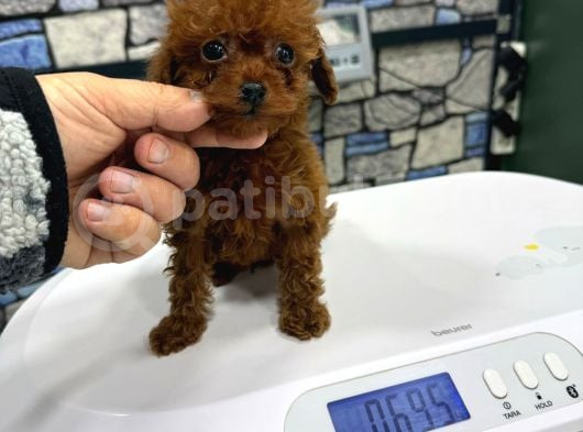 Red Brown Çok  Özel Toy Poodle Yavrularimiz