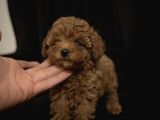 Korean Malti̇poo Teacup Yavrularimiz