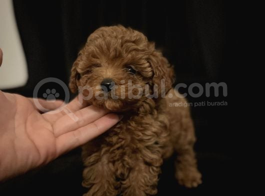 KOREAN MALTİPOO TEACUP YAVRULARIMIZ