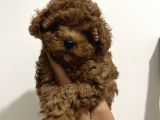Korean Malti̇poo Teacup Yavrularimiz