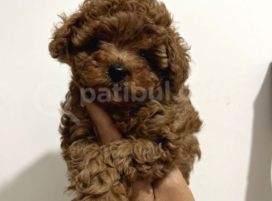 Korean Malti̇poo Teacup Yavrularimiz görsel