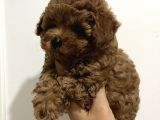 Korean Malti̇poo Teacup Yavrularimiz