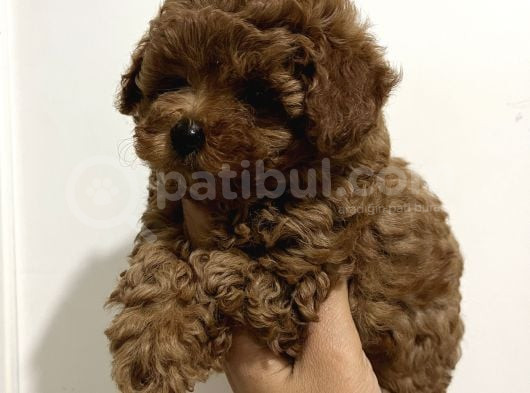 Korean Malti̇poo Teacup Yavrularimiz görsel