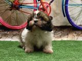 MÜKEMMEL KALİTEDE SHIHTZU YAVRU