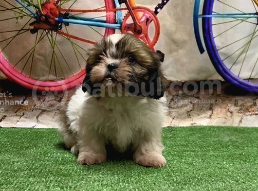 Mükemmel Kali̇tede Shihtzu Yavru
