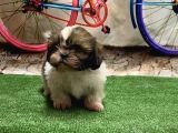 Mükemmel Kali̇tede Shihtzu Yavru