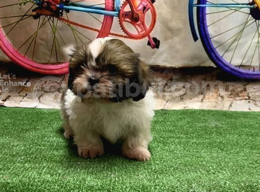 Mükemmel Kali̇tede Shihtzu Yavru görsel