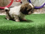Mükemmel Kali̇tede Shihtzu Yavru