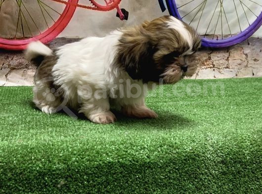 Mükemmel Kali̇tede Shihtzu Yavru görsel