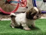 Mükemmel Kali̇tede Shihtzu Yavru