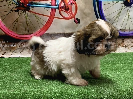 Mükemmel Kali̇tede Shihtzu Yavru görsel