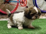 Mükemmel Kali̇tede Shihtzu Yavru