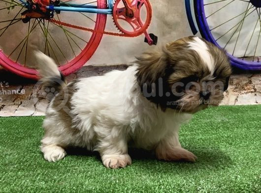 Mükemmel Kali̇tede Shihtzu Yavru görsel