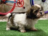 Mükemmel Kali̇tede Shihtzu Yavru
