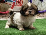 Mükemmel Kali̇tede Shihtzu Yavru