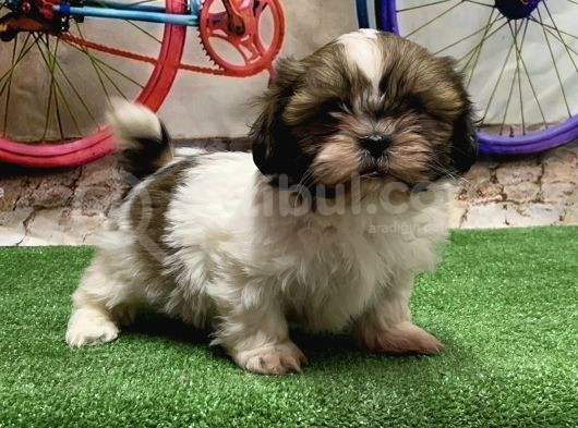 Mükemmel Kali̇tede Shihtzu Yavru görsel