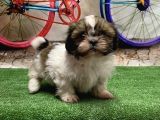 Mükemmel Kali̇tede Shihtzu Yavru