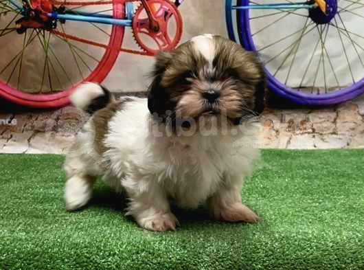 Mükemmel Kali̇tede Shihtzu Yavru görsel