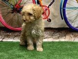 Toy Poodle Yavru