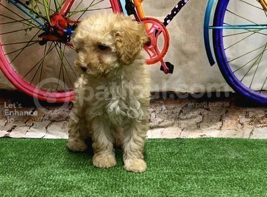 Toy Poodle Yavru