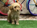 Toy Poodle Yavru