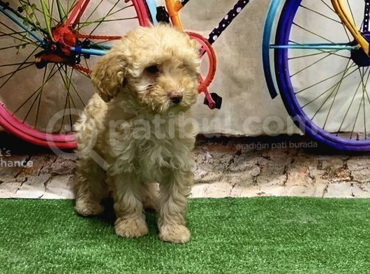 Toy Poodle Yavru görsel