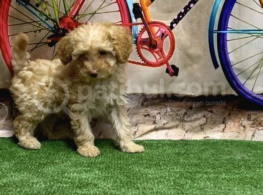 Toy Poodle Yavru görsel