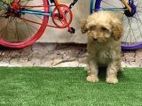 Toy Poodle Yavru