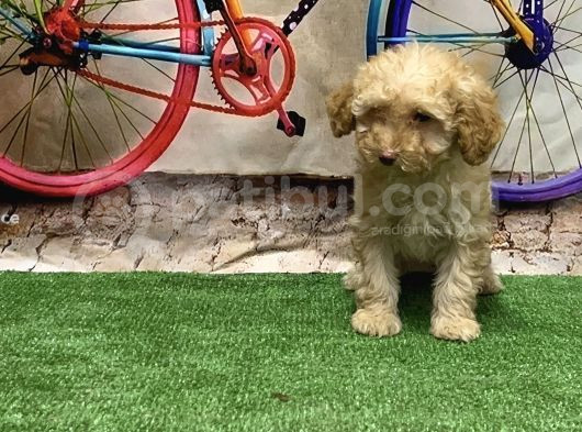Toy Poodle Yavru görsel