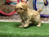 Toy Poodle Yavru