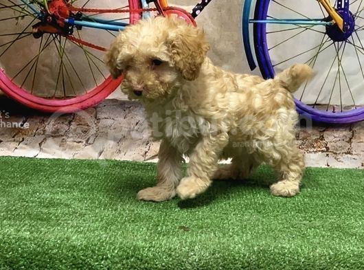 Toy Poodle Yavru görsel