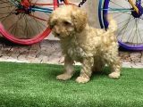 Toy Poodle Yavru