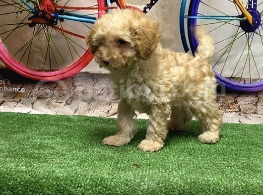 Toy Poodle Yavru görsel