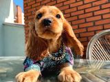 ORJİNAL KIZIL RENK DİŞİ VE ERKEK COCKER YAVRULARIMIZ