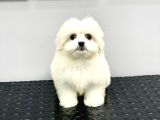 Orji̇nal Teacup Kore Maltese Di̇şi̇
