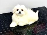 Orji̇nal Teacup Kore Maltese Di̇şi̇