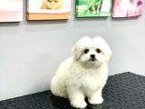 Orji̇nal Teacup Kore Maltese Di̇şi̇