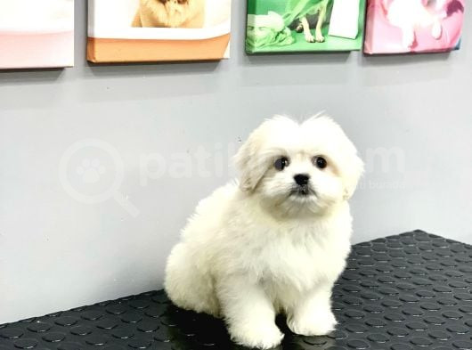 Orji̇nal Teacup Kore Maltese Di̇şi̇ görsel