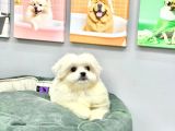 ORJİNAL TEACUP KORE MALTESE DİŞİ
