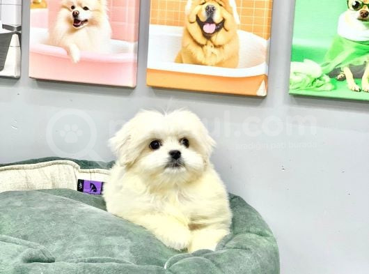Orji̇nal Teacup Kore Maltese Di̇şi̇