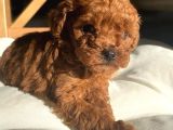 DENİZLİ MERKEZ TESLİME HAZIR POODLE BEBEKLER
