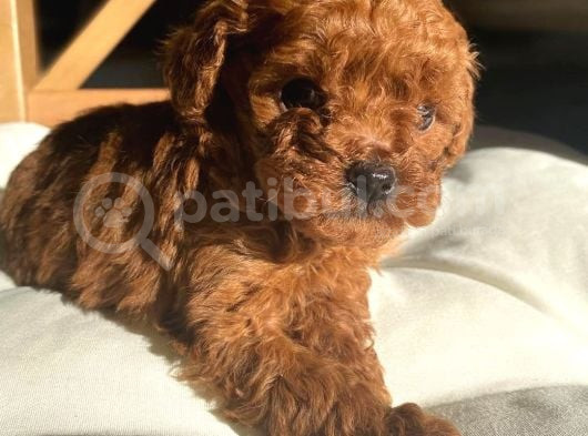 Deni̇zli̇ Merkez Tesli̇me Hazir Poodle Bebekler