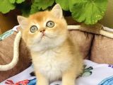 Bu Kalite Yok Golden Ny12 British Shorthair