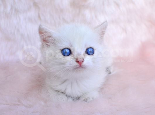 Cam Gözlü Ns1133 British Shorthair