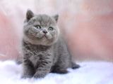 Topaç Kafa Gri British Shorthair